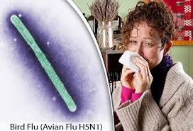 Avian influenza, known informally as avian flu or bird flu, is a variety of influenza caused by viruses adapted to birds. Bird Flu Symptoms Outbreak Causes Transmission Vaccine Survival