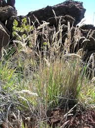 Image result for Holcus