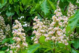 Same day, birthday, sympathy, romance, get well, congratulations Foliage And Flowers Of Chestnut Tree Or Aesculus Hippocastanum Horse Chestnut Or Conker Tree Flowers And Leaves Spring Blossoming Chestnut Tree Stock Photo Picture And Royalty Free Image Image 149398470