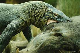 Top 10 Komodo Dragon Facts The Largest Lizard In The World Scary Animals Komodo Dragon Dragon Facts
