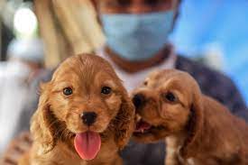 Inside The Covid Pandemic Puppy Boom Smuggling Price Gouging Dog Napping In The U S And Globally Fortune