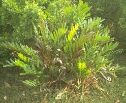 Image result for Acrostichum aureum