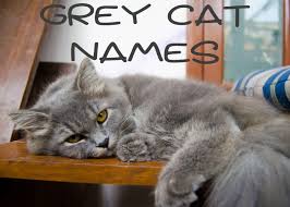 Gandalf this famous lord of the rings character (also known as gandalf the grey) is one of the most badass wizards around. The 121 Best Grey Cat Names In 2021 Cat Mania