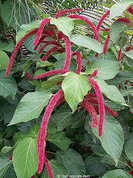 Image result for Acalypha hispida