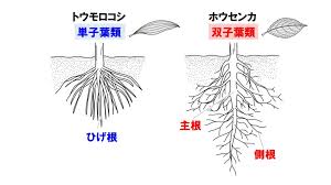 中1理科 根 茎のつくり 道管と師管と維管束 Pikuu