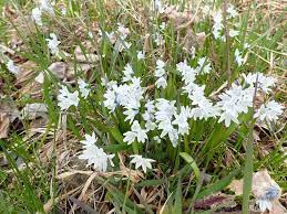 It is organized in different thematic and geographical floras. Plant Id Forum Identification Of A Bulb Flowering Plant Garden Org