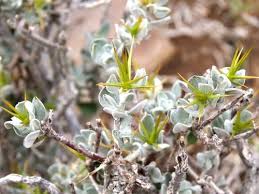 Image result for Macledium