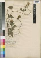 Image result for Merremia pterygocaulos