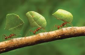 Mm pest control service offers a wide range of herbal treatments on cockroach management service, anti termite treatment, bed bugs our experts provide 100% safe and herbal pest control service for homes, industries and commercial areas. Oldest Pest Control Company In India Doesn T Golden Hicare Pest Control Delhi