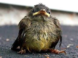 Limited time sale easy return. What To Do If You Find A Baby Bird