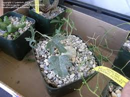 Image result for Trochomeria