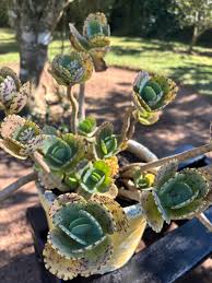 Image result for Kalanchoe marmorata