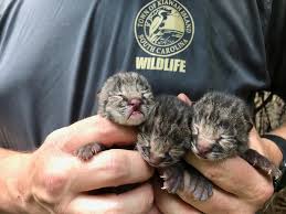 Biologists Find 3 Tiny Bobcat Kittens On Kiawah