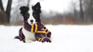 Klicken sie dann auf die rechten maustasten zum speichern der bilder. Foto Border Collie Hunde Schal Winter Schnee Ein Tier 1920x1080