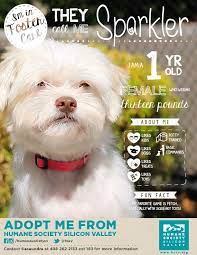 Sparkler 117239 Dog Humane Society Silicon Valley Dogs And Kids Paws Rescue Potty Training Kids