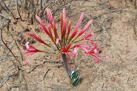 Image result for Ammocharis coranica
