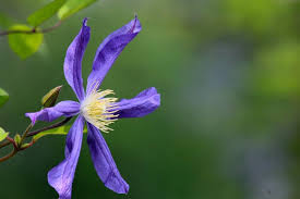 Maybe you would like to learn more about one of these? Powojniki Kwiaty Sadzenie Uprawa I Pielegnacja Powojnikow