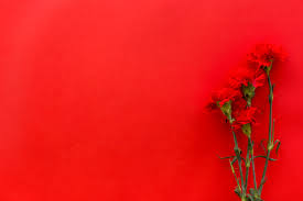 Bright red background a string of red firecrackers held by a fuse. Free Photo Top View Of Carnation Flowers Against Bright Red Background With Copy Space
