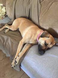 Lady My Cur Black Mouth Cur Dog Black Mouth Cur Black Mouth Cur Puppies
