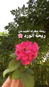 صور ورد مع كتابات