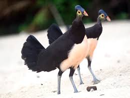 Последние твиты от animals indonesia (@animals_id). 6 Intriguing Animals Endemic To Sulawesi Indonesia Travel