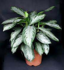 Send plants to nyc from plantshed.com, 7 days a week. Aglaonema Silver Bay A Guest From New Guinea On Your Window Sill