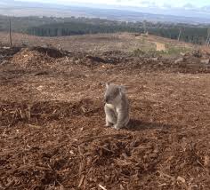 Malam adalah ketika cahaya memudar, namun segalanya justru menjadi hidup. Kata Kata Mutiara Film Koala Kumal Kata Kata Mutiara Simple