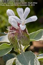 Image result for Barleria albostellata