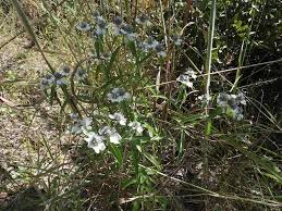 Image result for Haumaniastrum