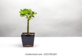 Image result for Crassula alba