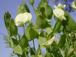 Image result for Lathyrus