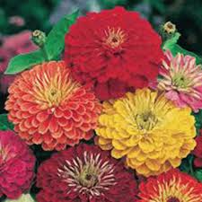 Pin On Flowers Seeds