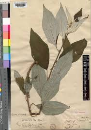 Image result for Pouzolzia mixta