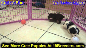 (mso > philipsburg mt) hide this posting restore. Cock A Poo Puppies For Sale In Billings Montana Mt Missoula Great Falls Bozeman Youtube
