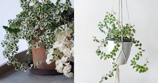 It is also found in cultivation as a houseplant. Creeping Fig Indoor Care How To Grow Creeping Fig