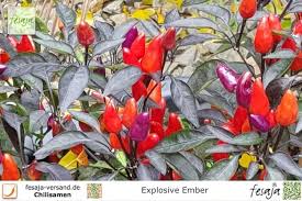 Dramatic is the best word to describe this ornamental pepper. Explosive Ember Fesaja Versand