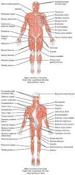 Slideshare uses cookies to improve functionality and performance, and to provide you with relevant advertising. Unit 15 Muscle Anatomy And Movement Douglas College Human Anatomy Physiology I 2nd Ed