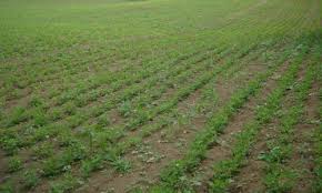 Check spelling or type a new query. Cheapest Agricultural Land For Sale In Badaun Bareilly V Properties Id 4302754230