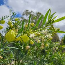 Image result for Scleria poiformis