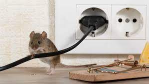 Hallo zusammen, ich brauche dringend eure hilfe. Mause In Der Wohnung Die Besten Tipps Gegen Die Maus Im Haus
