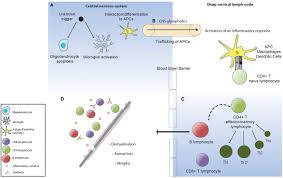 Frontiers Regenerating Immunotolerance In Multiple