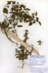 Image result for Acalypha segetalis