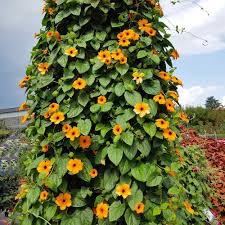 We did not find results for: Thunbergia Seeds Black Eyed Susan Vine Orange Flower Seed