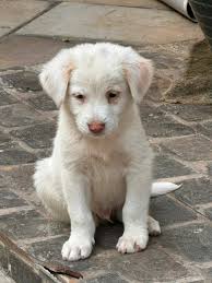 3 pups up for adoption looking for their forever genuine homes with caring  owners.