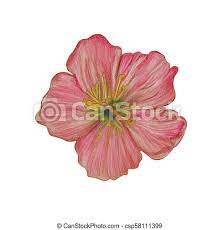 Puoi stampare, scaricare il disegno o guardare gli altri disegni simili a questo. Germogli Matite Colorato Mela Illustrazione Disegno Cherry Realistico Fiori Foglie Canstock