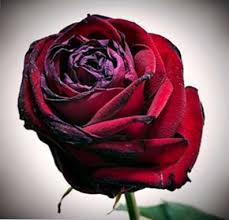 La rosa è l'eterno simbolo di amore e passione. Perche I Petali Di Rosa Hanno Bordi Neri Risoluzione Dei Suggerimenti Neri Sulle Rose It Haenselblatt Com