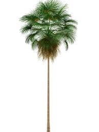 Maybe you would like to learn more about one of these? Older Mexican Fan Palm Cannot Be Transplanted