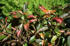 Plants of the genus may be known generally as joyweeds, or joseph's coat. Alternanthera Tri Color Common Name Exhibition Border 150mm Pot Dawsons Garden World