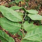 Image result for Morinda lucida