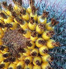There are many types of small round cacti, but two are the prickly pear cactus and the barrel cactus. Cactus Cactaceae The Basics